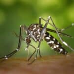 mosquito, insect, mosquito bite, blood sucker, blood sucking, tiger mosquito, forest mosquito, asian tiger mosquito, aedes albopictus, animal, nature, closeup