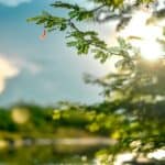 Peaceful nature scene featuring sunlight filtering through leaves with a soft bokeh effect.